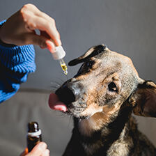 dog being fed supplement
